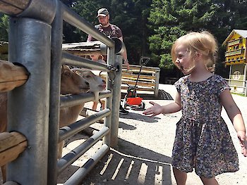 Tierpark Lohberg - Lilly und Ziegen